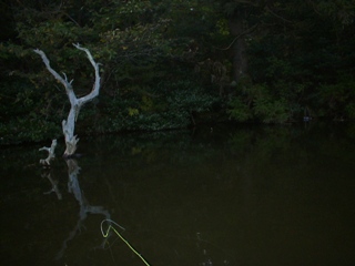 立木が雰囲気アリ