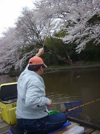 こんな景色でへら釣り。最高ですな。