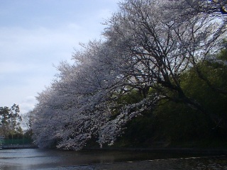 水に被さる桜の枝々