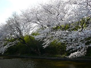 桜の樹の間から短竿で釣れないかな…？