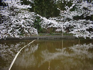 桜の枝の下からへらを…とはいかないなぁ