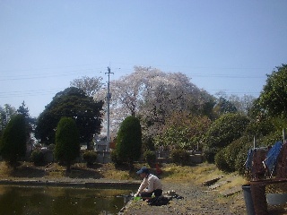 少し茶色くなっていました。桜ももう終わりですね