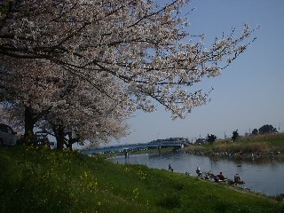 良い桜