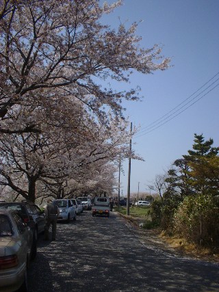 桜だけでも見応えアリ