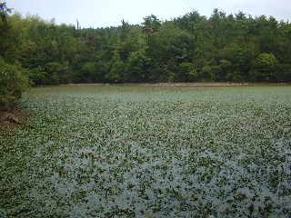 池の奥に良さそうなカバーがありました