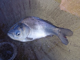 こりゃあ浅いタナか？