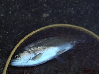 ドライで釣れてよかった