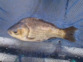 初物釣れました