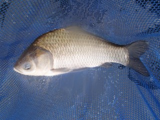 初物釣れました