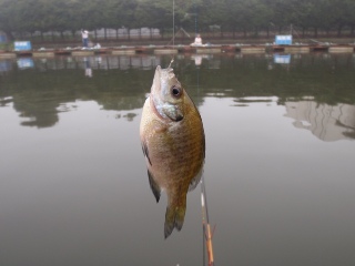 ここで初めて釣りました