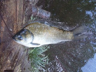 綺麗な魚体が揃うのも野釣りの魅力です