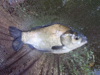 う～んもうちょっと釣りたかった…