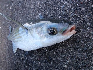 頭や顔がトビウオに似ているんですよ