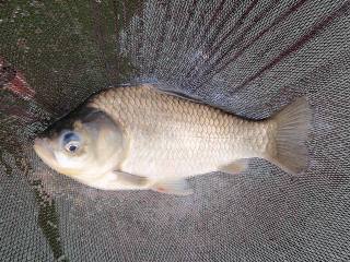 釣れ続くかと思えば、穴があきます