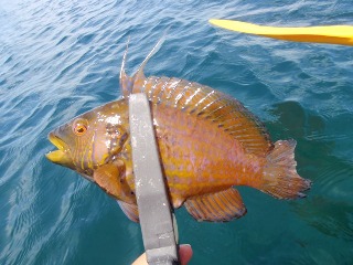 この魚は知りませんでした