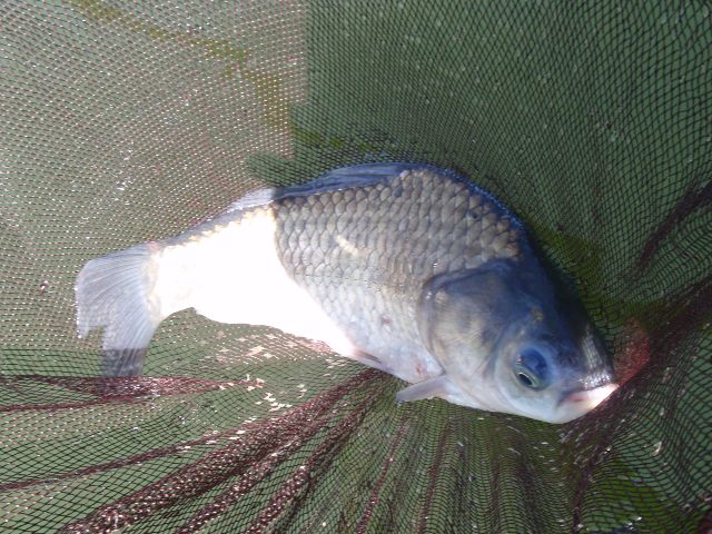 釣れちゃったカンジ？