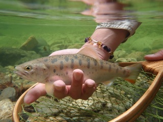 水中の方が魚体の色が鮮やかですね