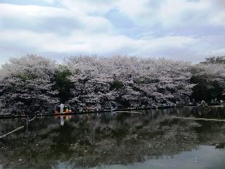 しかしみんな桜そっちのけでコッチ向いてるし…