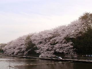 今年も見事に咲きました