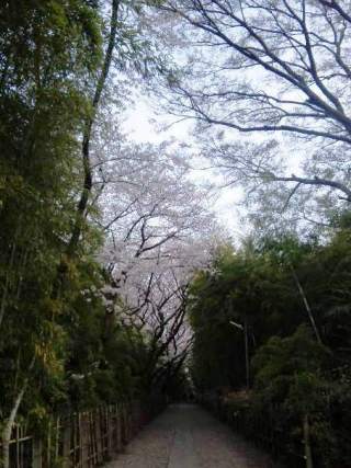 今年も道満桜がまたおいでと