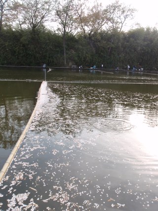 花びらが浮かんでます