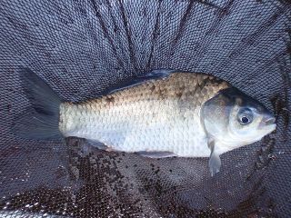 魚はわんさか居るのに釣れん…