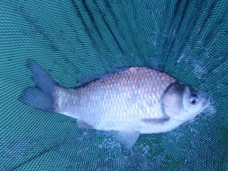 釣れる時と釣れない時が極端です