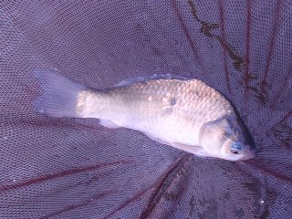 とっても釣り難い