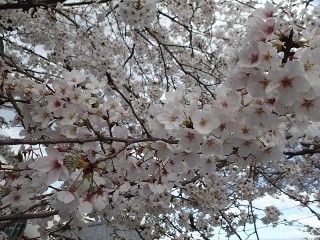 今日はお花見ですから