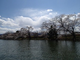 桜はもうちょっと