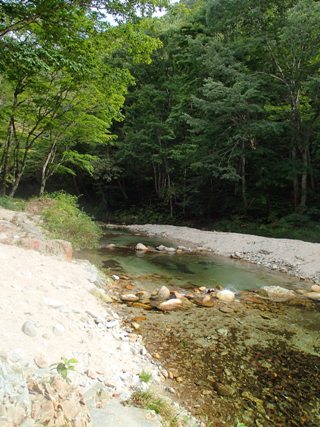 気持ちの良い森の中