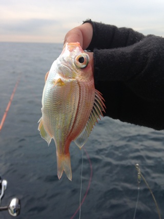 食べるところがないので再放流