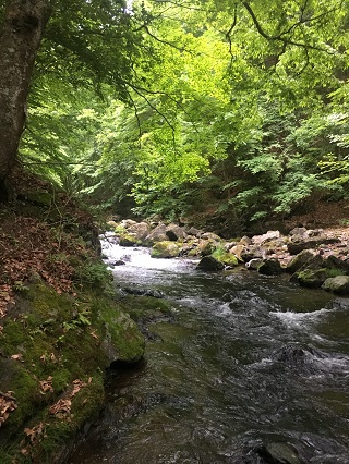 水が多いめかな？