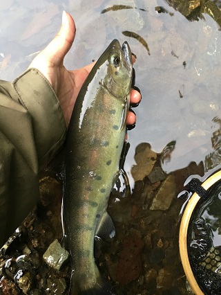 釣れてよかった