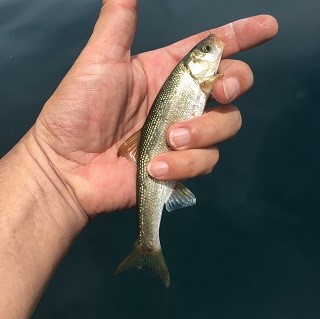 釣れました