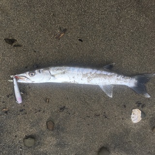 食べると旨いかも