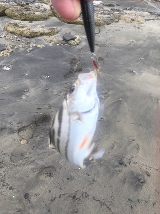 結構釣れるんですよね