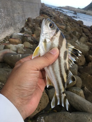 意外と釣れます