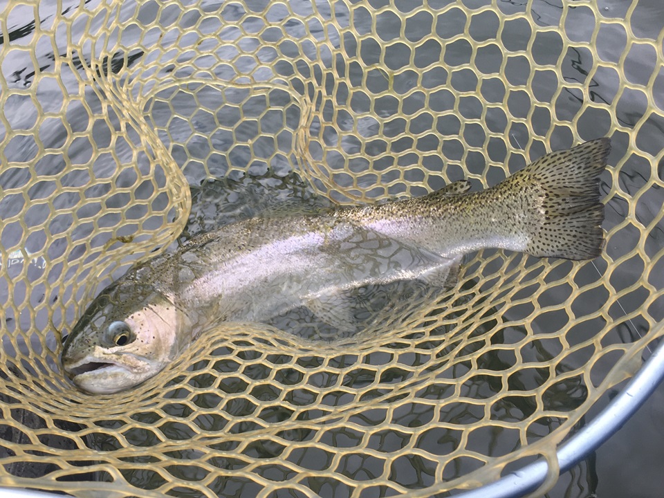 初物