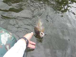 初物が釣れました